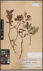 Foto von Salix caprea L.